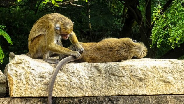 Prorider Trip Sri Lanka Beauty (anuradhapura) Life Monkeys Habits