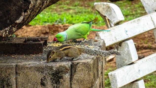 Prorider Trip Sri Lanka Beauty (anuradhapura) Life Perrot Squirrel