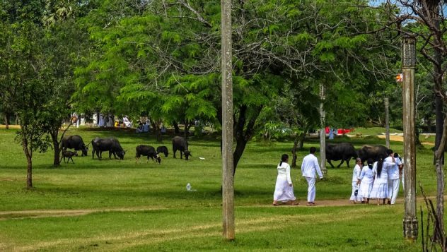 Prorider Trip Sri Lanka Beauty (anuradhapura) Life Sacred Animal