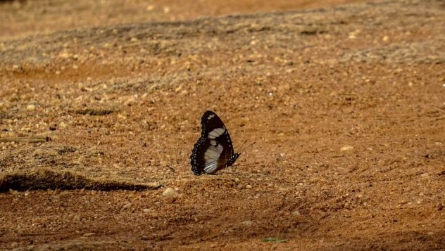 Prorider Trip Sri Lanka Beauty Life Butterfly