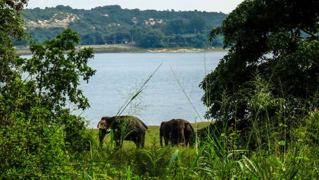 Prorider Trip Sri Lanka Beauty Life Elephants National Park