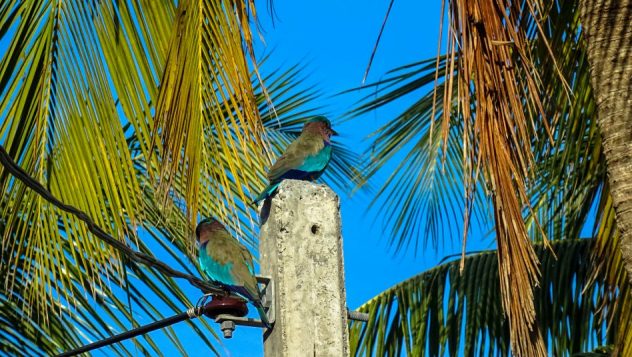 Prorider Trip Sri Lanka Beauty (kalpitiya) Life King Bird