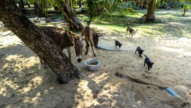 Prorider Trip Sri Lanka Beauty Life Donkeys Neighbors