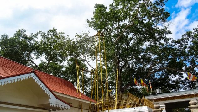 Prorider Trip Sri Lanka Beauty Anuradhapura (jaya Sri Maha Bodhi) Enlightenment Tree Temple