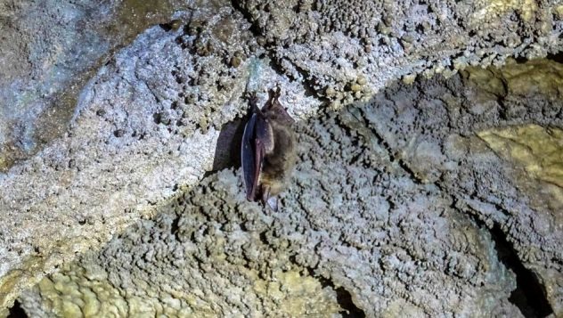 Prorider TRIP Pestera cave Bat Inhabitant