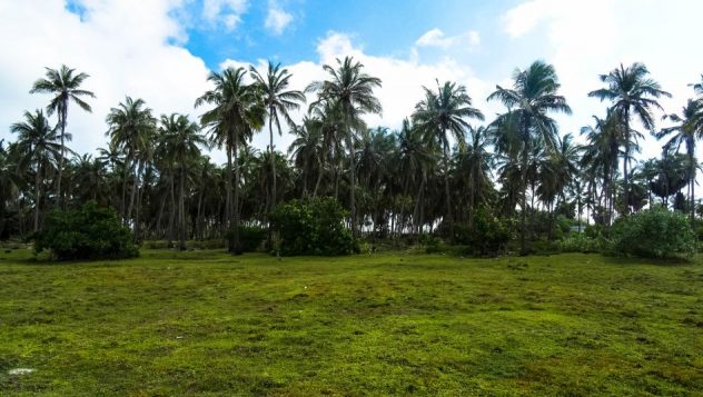 Prorider Trip School Kite Sri Lanka Palm Trees