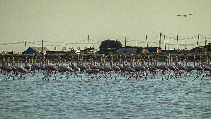 Prorider Story Trip Turkey Gokceada Island Inhabitants Flamingos 3